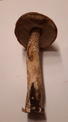 Leccinum