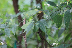 Strobilanthes dimorphotricha