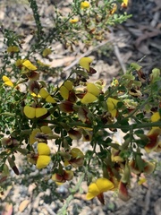 Bossiaea obcordata