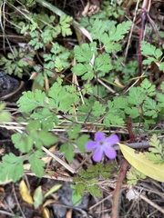 Geranium lucidum