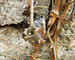 Tetragonisca angustula