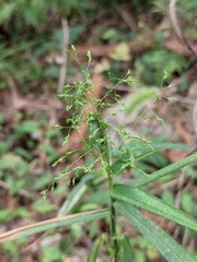 Panicum bisulcatum