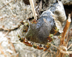 Tetragonisca angustula