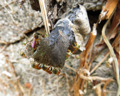 Tetragonisca angustula