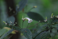 Strobilanthes dimorphotricha