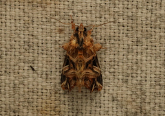 Callopistria repleta