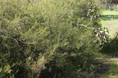 Acacia rupicola