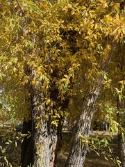 Populus angustifolia