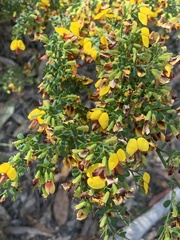Bossiaea obcordata
