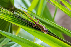 Anolis mestrei