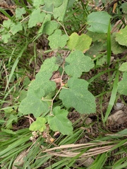 Rubus alceifolius