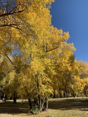 Populus angustifolia
