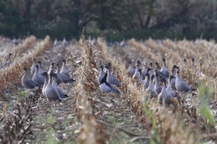 Anser brachyrhynchus