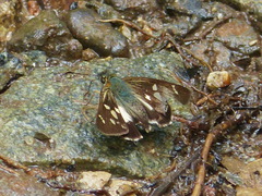 Dalla caicus