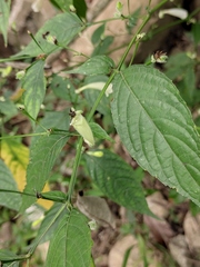 Strobilanthes dimorphotricha