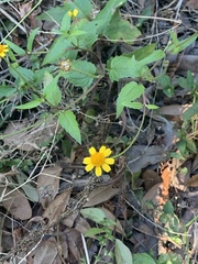 Acmella oppositifolia