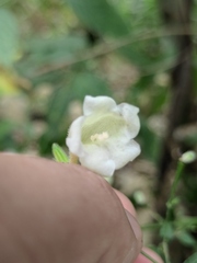 Strobilanthes dimorphotricha