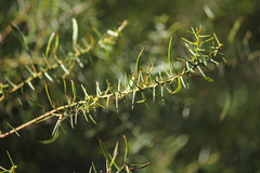 Acacia rupicola