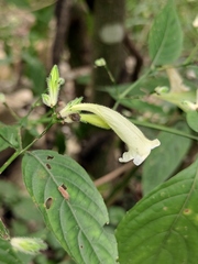 Strobilanthes dimorphotricha