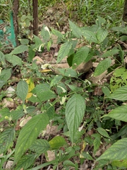 Strobilanthes dimorphotricha