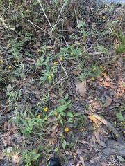 Acmella oppositifolia