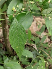 Strobilanthes dimorphotricha