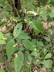 Strobilanthes dimorphotricha