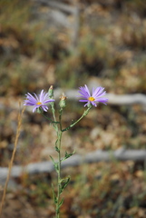 Symphyotrichum ascendens