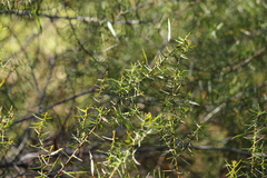 Acacia rupicola