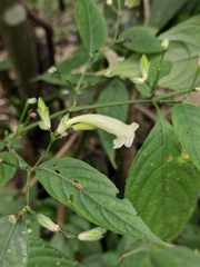 Strobilanthes dimorphotricha