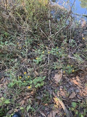 Acmella oppositifolia