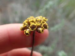 Helichrysum anomalum