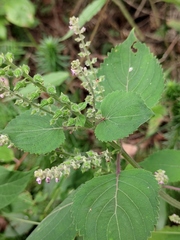 Perilla frutescens