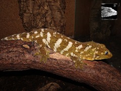 Rhacodactylus leachianus