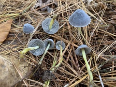 Mycena griseoviridis