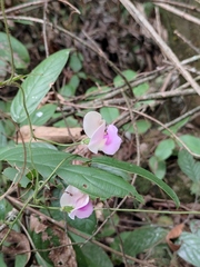 Vigna vexillata