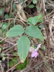 Vigna vexillata