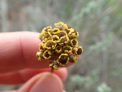 Helichrysum anomalum