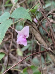 Vigna vexillata