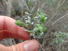Helichrysum anomalum