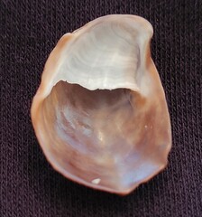 Bostrycapulus aculeatus