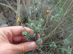 Helichrysum anomalum