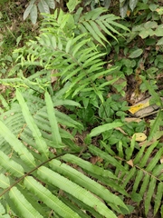 Menisciopsis penangiana