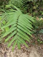 Menisciopsis penangiana