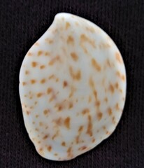 Crepidula maculosa