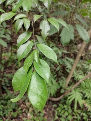 Archidendron lucidum