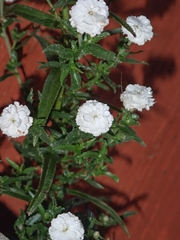 Achillea