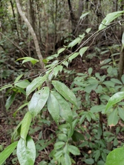 Archidendron lucidum