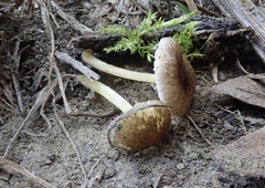 Pluteus romellii