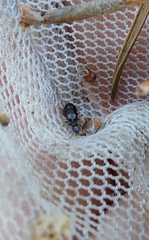 Calodromius spilotus